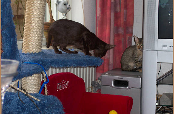 He zusje, samen spelen???