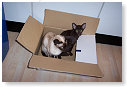 2 mutsen in een doos......