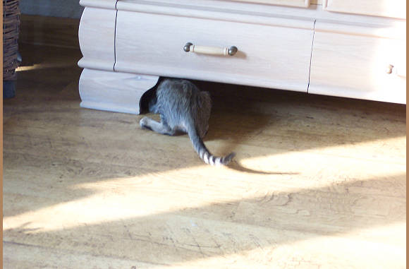 He er ligt een muis onder de kast.....