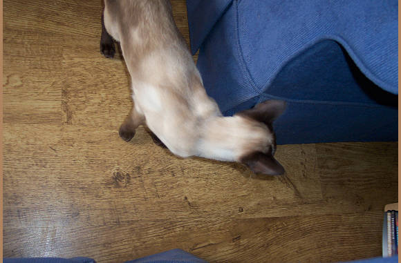 Cailin, alweer tikkertje aan het spelen.....