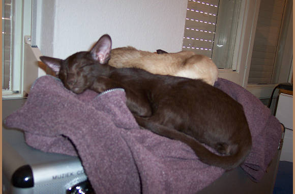 Lekker samen slapen......