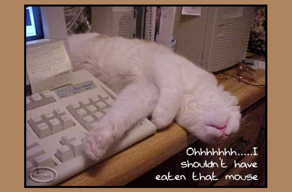 Beter 1 muis in de maag, dan.........