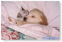 Wat nou, vechten als hond en kat