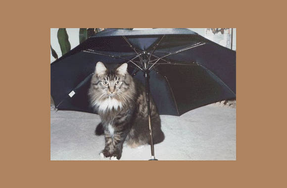 catumbrella