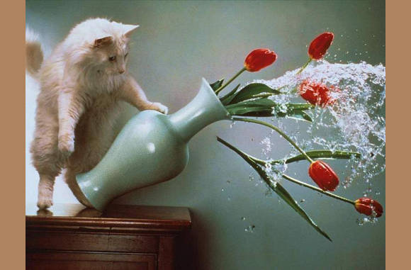 Wat een lelijke bloemen...