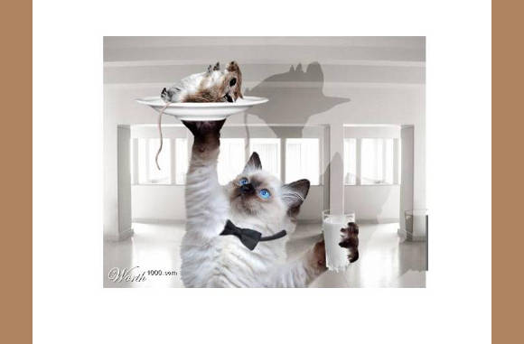 Het eten wordt opgediend...