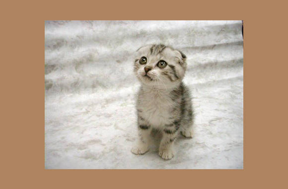 Mama, ik ben mijn oren kwijt....