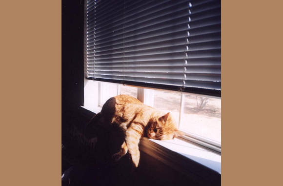 Net een straaltje zon te pakken....