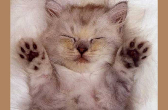 Deze plak je op je achterruit....