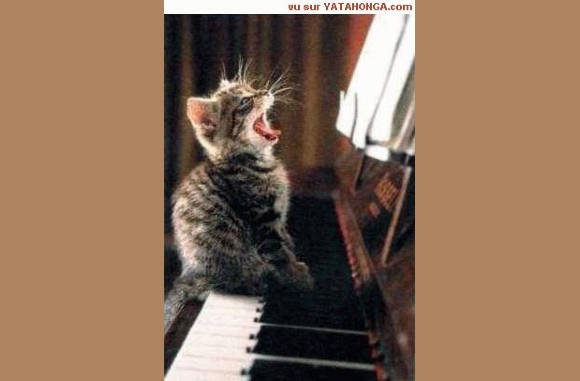 Miauw, miauw, miauw...
