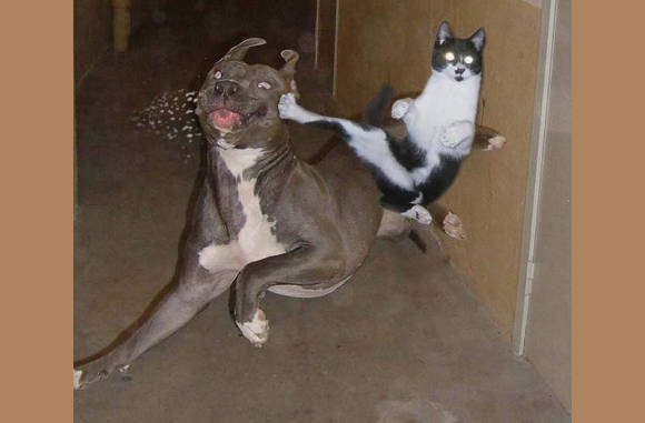 Kat versus pitbull..