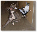 Kat versus pitbull..