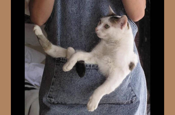 kat in de zak!!