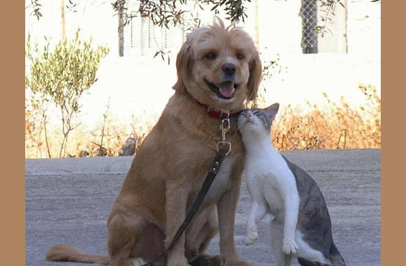Ik laat mijn hond uit.....