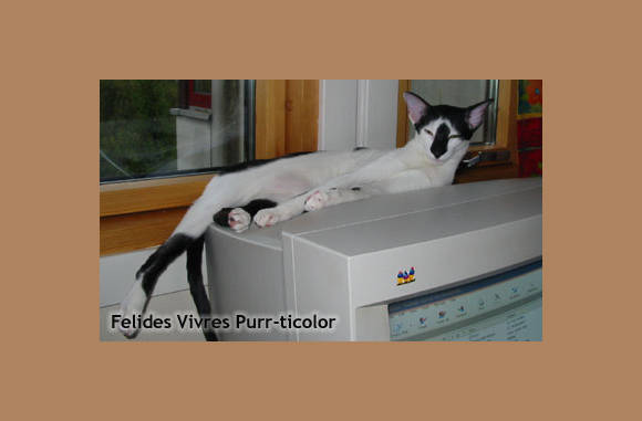 Lekker warm zo'n monitor.....