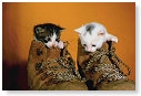 Two shoes......