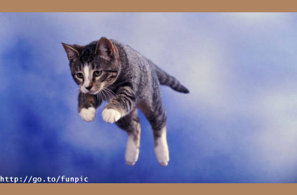 Jumping cat flash...