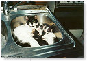 Dit voldoet prima als nest....