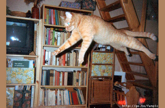 Flying cat.......