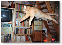 Flying cat.......