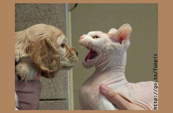 Attack of the sphynx....