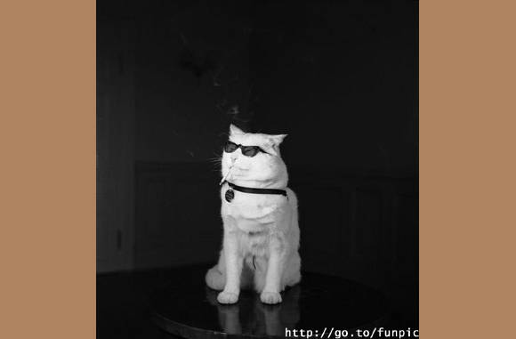 Kat in de zak............