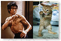 Bruce Lee, mijn grote voorbeeld!!!