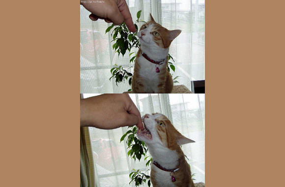 Mmmmmmmmm, een vinger..........