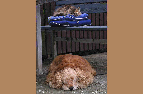 Zo hoort het, de kat op de troon.............