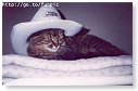 Cowboy Billie..................
