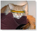 Star trekkie.................