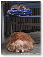 Zo hoort het, de kat op de troon.............