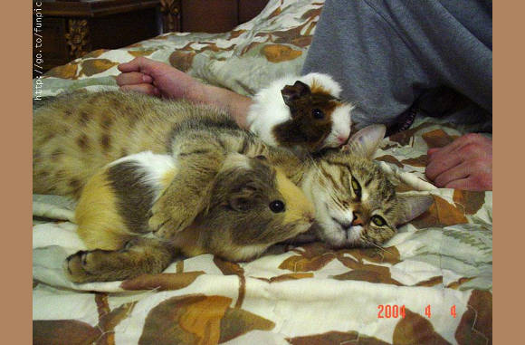 Ik ben gek op alle dieren...............