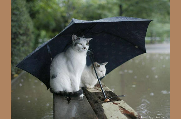 Samen onder moeders paraplu..................