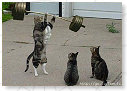 Brutus, de sterkste kat uit de buurt......