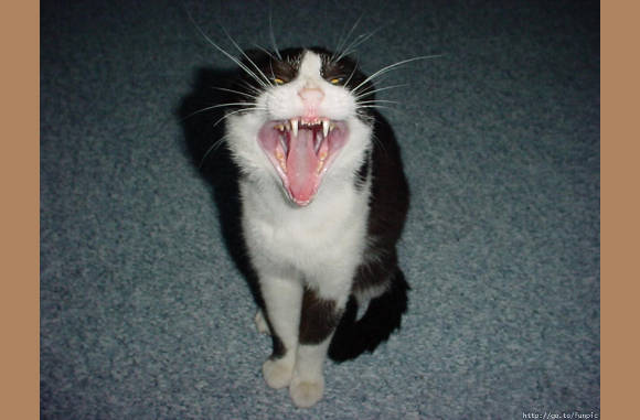Gaaaaaaaaaaaaaaaap
