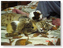 Ik ben gek op alle dieren...............