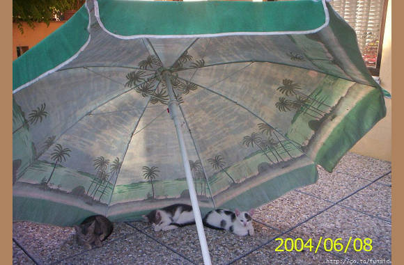 ook een parasol kan uitkomst bieden...............