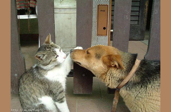 Aai hond, aai hond......