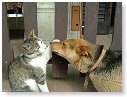 Aai hond, aai hond......