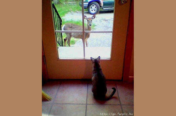 Das een raar beest.............