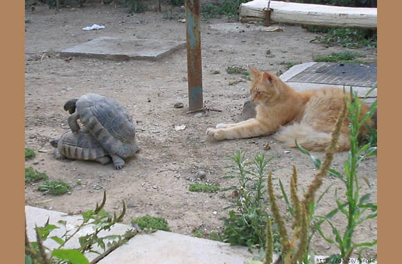 Sexuele voorlichting.........