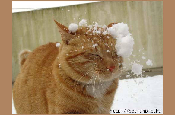 Sneeuwballengevecht.............