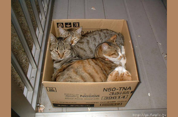 Doosje poes...............