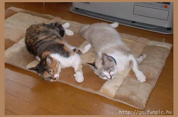 Synchroon liggen................