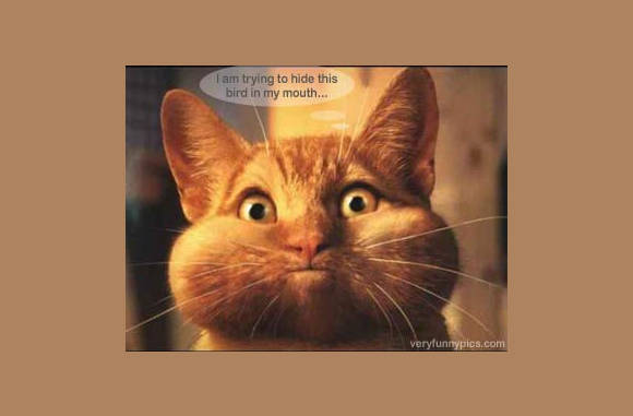 Vogel, hadden wij een vogel hier??