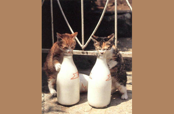 Duo dom en dommer...............