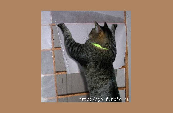 Geen idee wat deze kat aan het doen is...............
