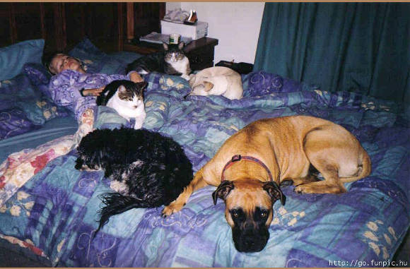 Leven als "cats & dogs"...............................