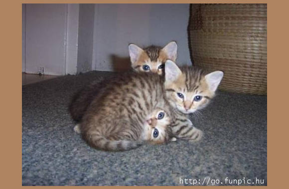 Hoopje kitten..................
